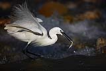 Kk ak balkl / Egretta garzetta / Little egret